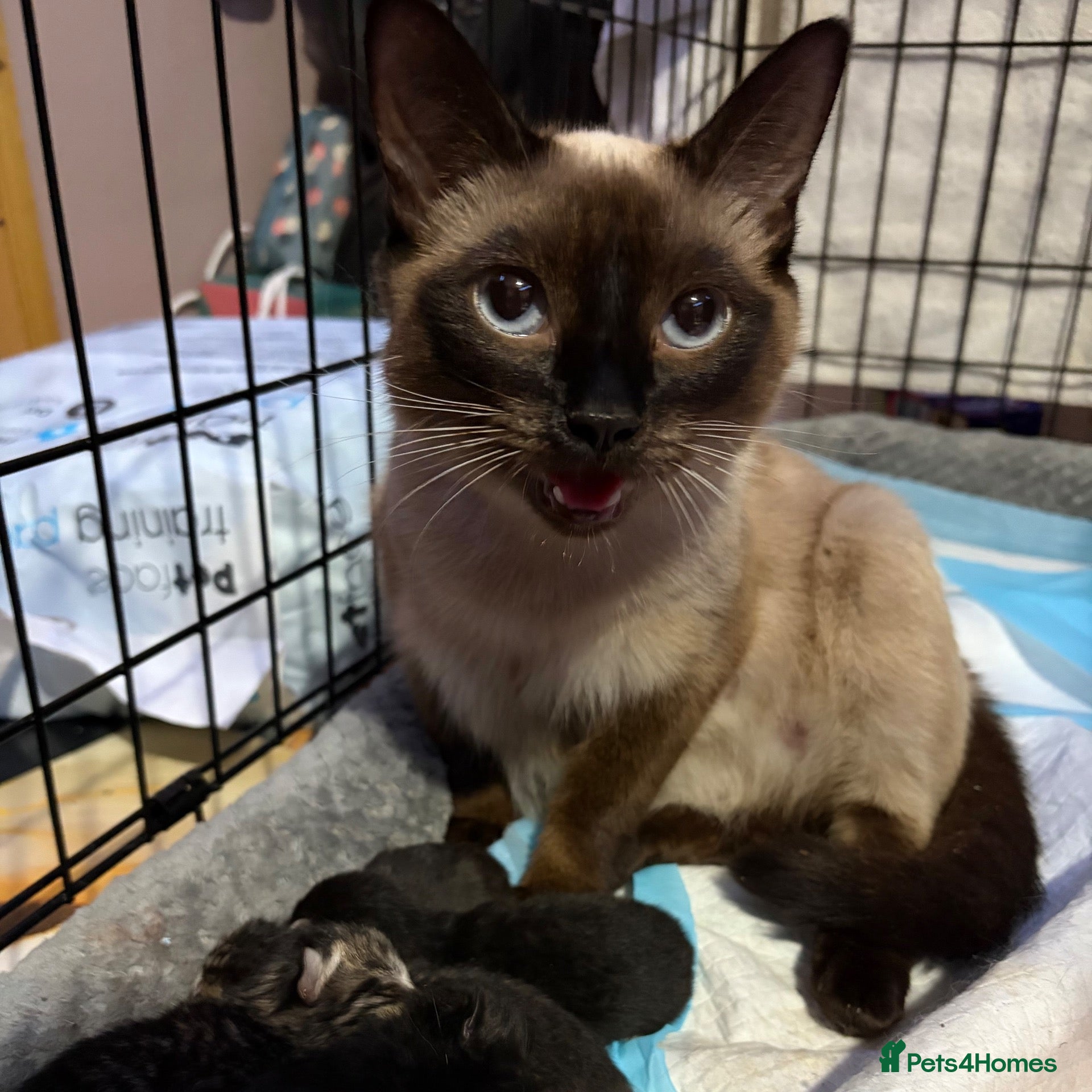 Mixed Breed cats for sale: Mixed breed kittens for sale  - Advert 12