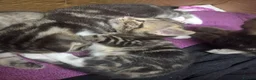 Mixed Breed cats for sale: Half bengal kittens available  - Advert 2