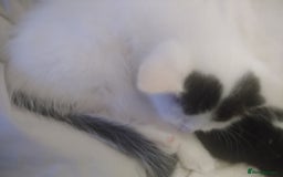 Domestic Shorthair cats for sale: 6 Kittens for sale  in Thornton-Cleveleys - Image 15