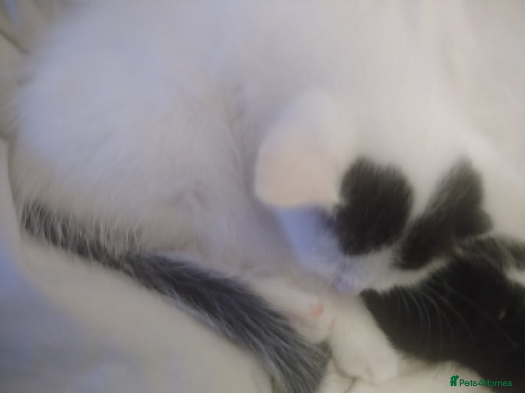 Domestic Shorthair cats for sale: 6 Kittens for sale  in Thornton-Cleveleys - Image 15