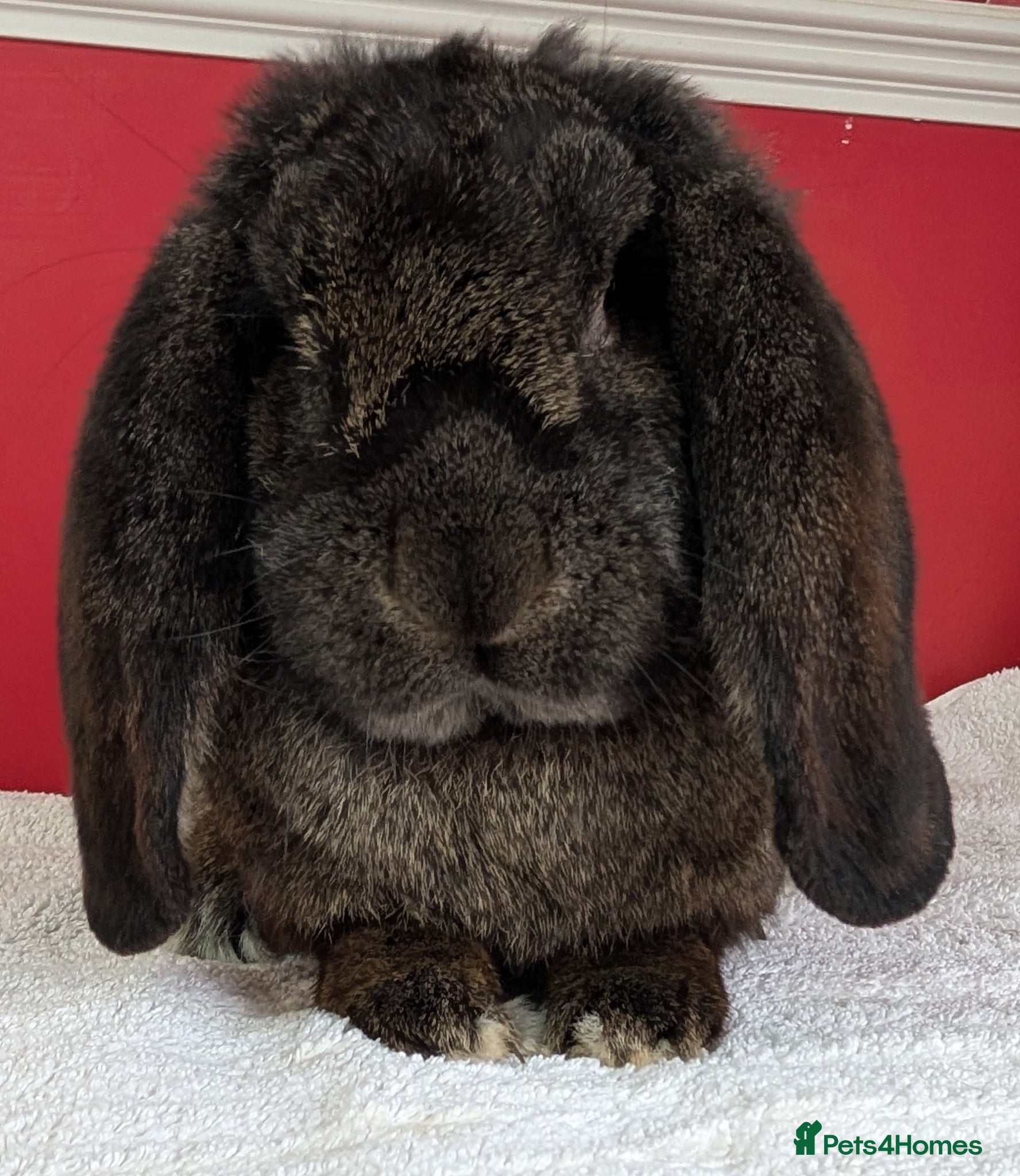 French Lop rabbits Purebred dark Steel male French Lop - Advert 9