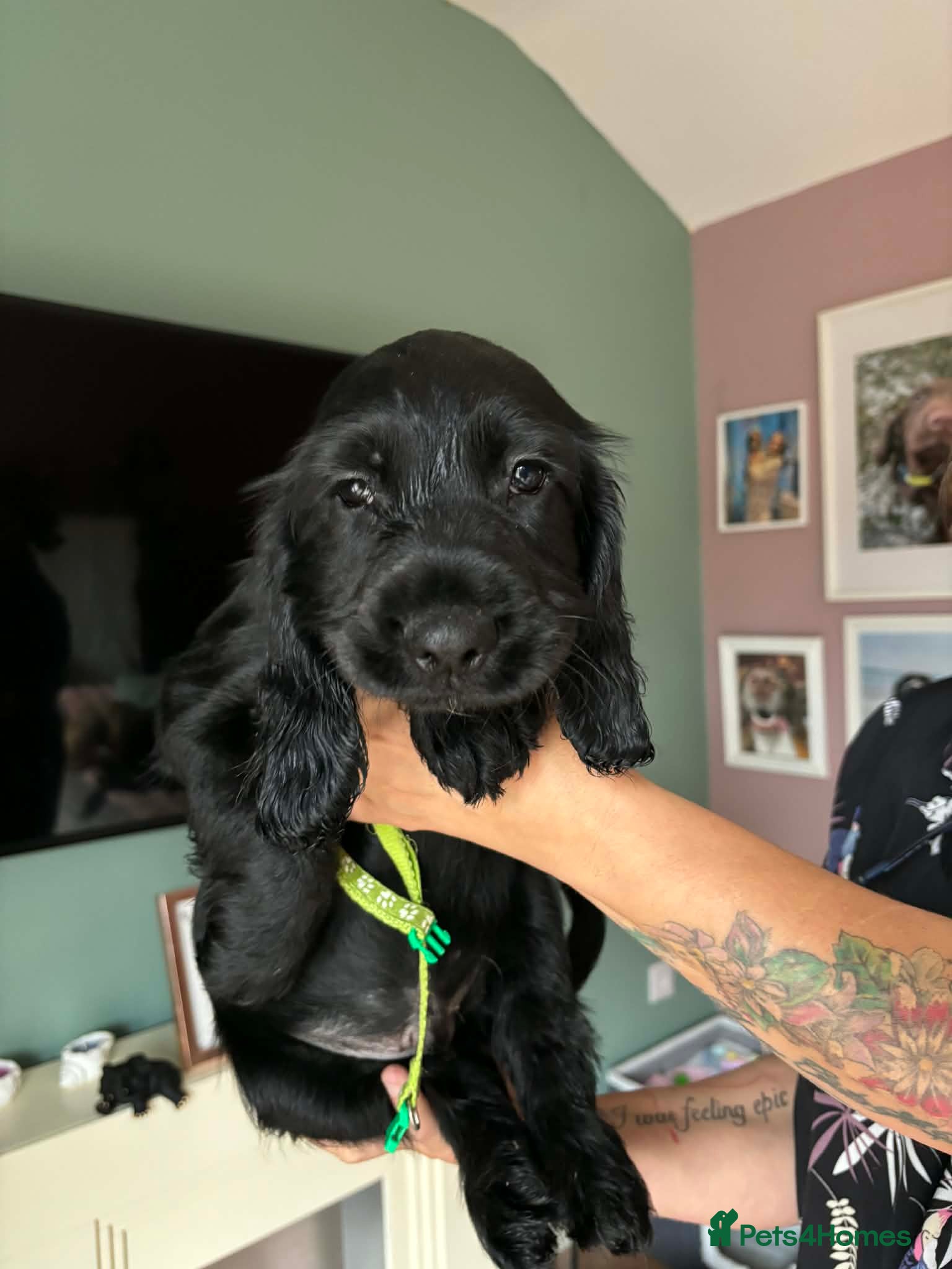 Sprocker dogs Sprocker spaniel puppies for new homes - Advert 7