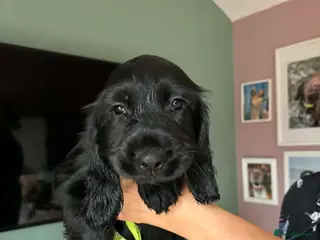 Sprocker dogs Sprocker spaniel puppies for new homes - Advert 7