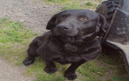 Mixed Breed dogs for sale: 2x labrador x Spaniel Puppies  - Image 9