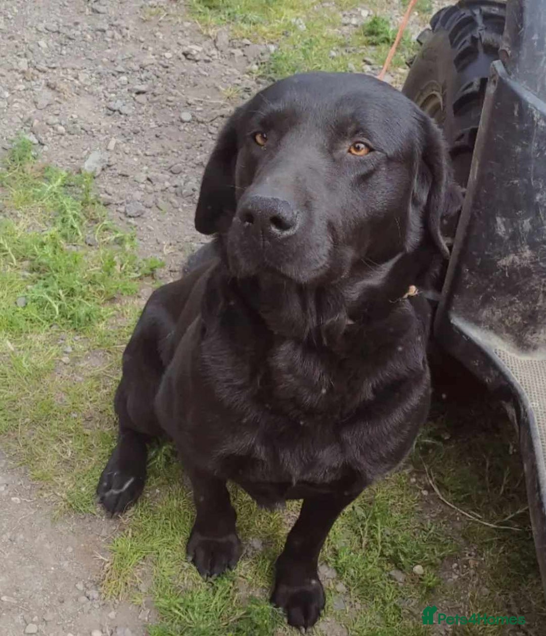 Mixed Breed dogs for sale: 2x labrador x Spaniel Puppies  - Image 9