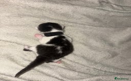 Domestic Shorthair cats for sale: Kittens for sale  - Image 16