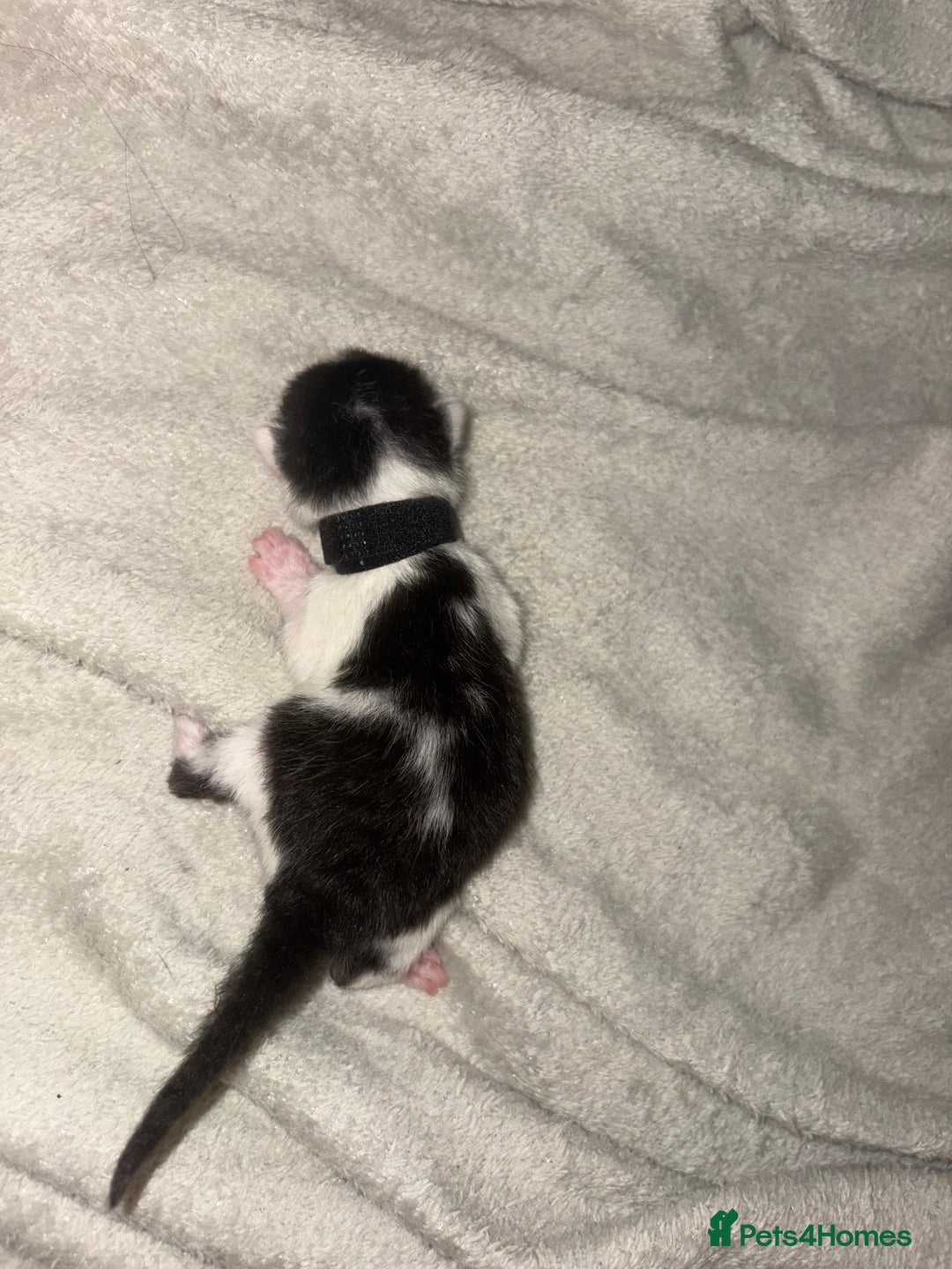 Domestic Shorthair cats for sale: Kittens for sale  - Image 16