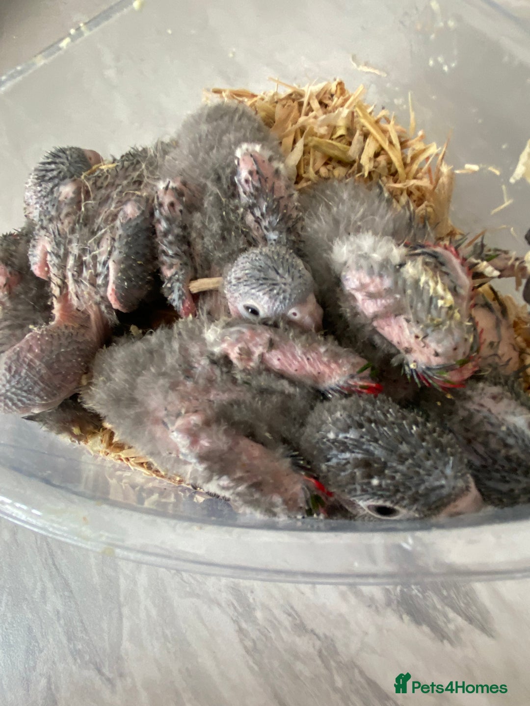 Mixed Breed birds for sale: Hand reared conures and avairy budgies  - Image 5