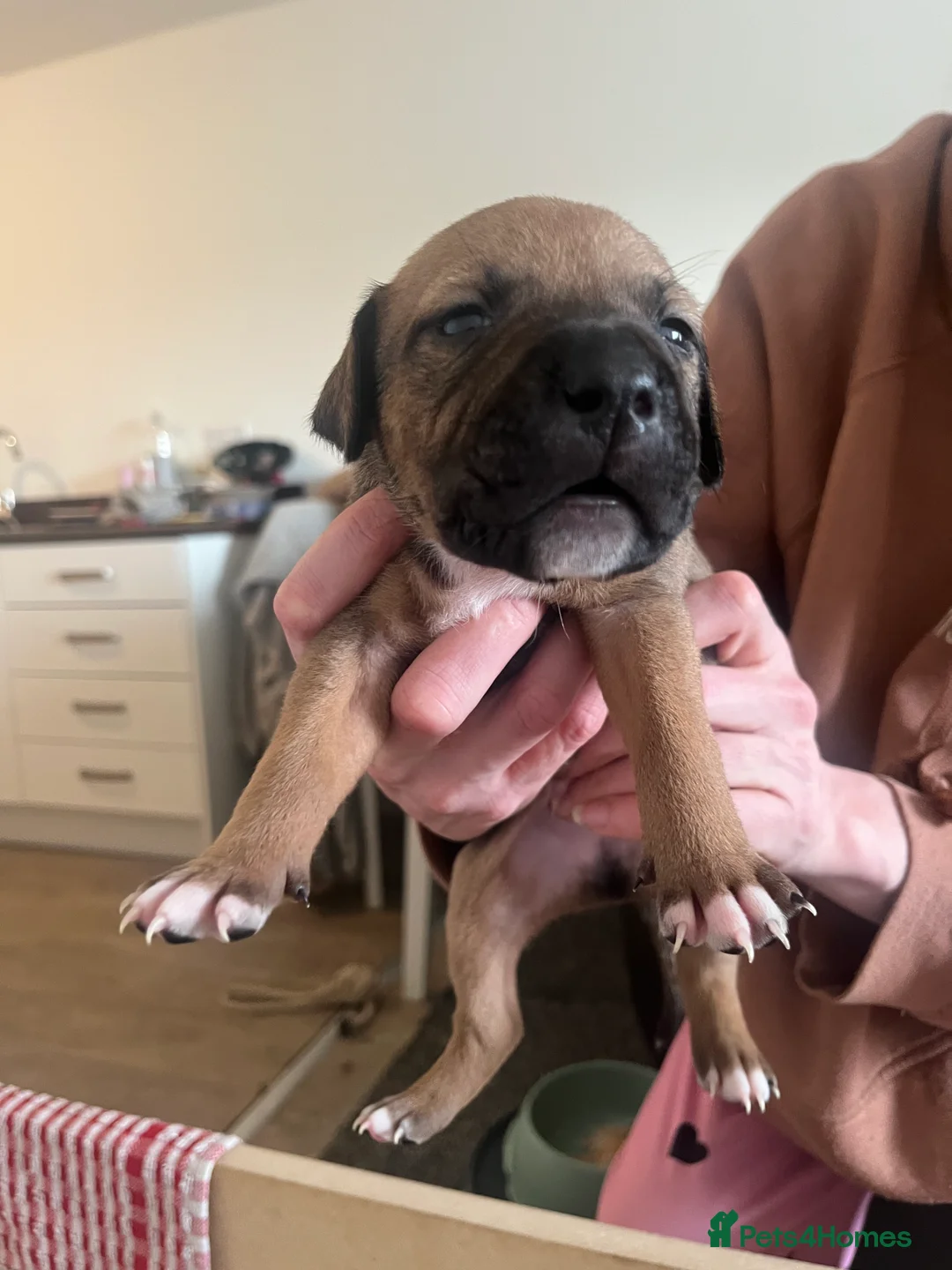 Mixed Breed dogs for sale: blue staff cross american bulldog  - Advert 14
