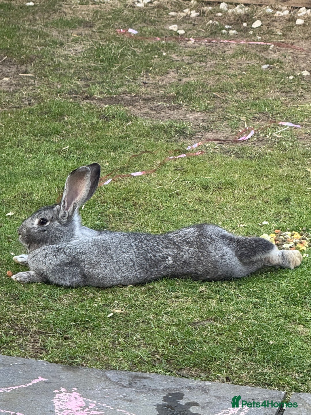 Chinchilla rabbits for sale: 2 Rabbits for rehome - Image 3