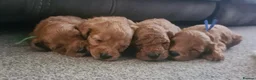 Mixed Breed dogs for sale: Adorable Cavapoo Puppies - One boy left! - Advert 26