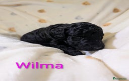 Standard Poodle dogs for sale: Standard poodles - Image 15