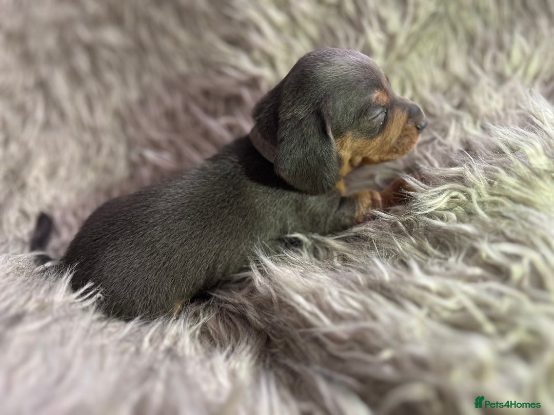 Dachshund dogs for sale: Beautiful mini dachshund babies  - Image 10