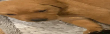 Labrador Retriever 3