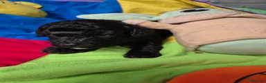 Poochon 1