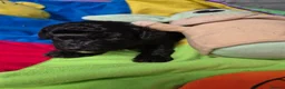Poochon dogs for sale: Poochon puppies for sale - Advert 5