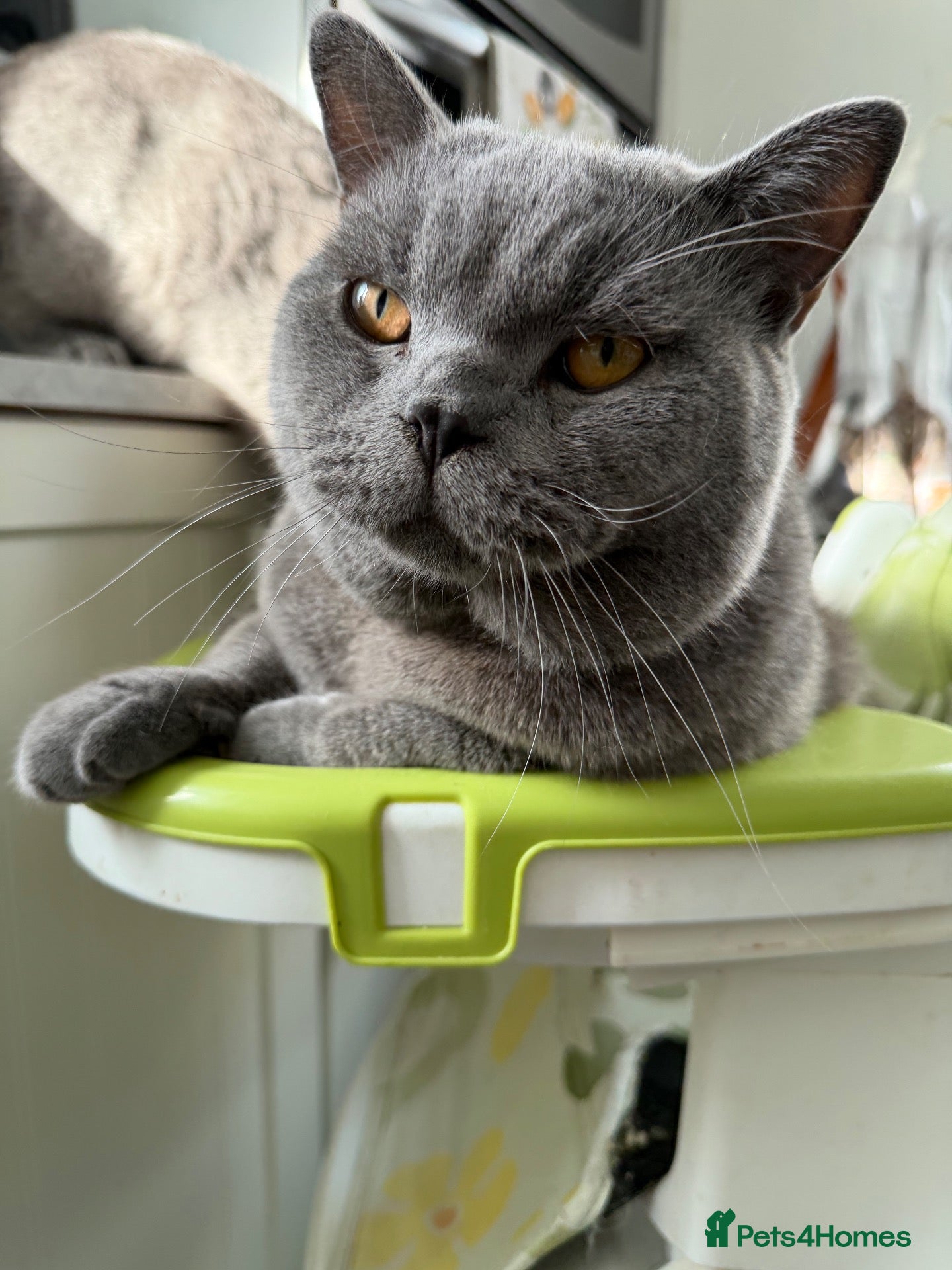 British Shorthair cats Micky and Arlo - Advert 5