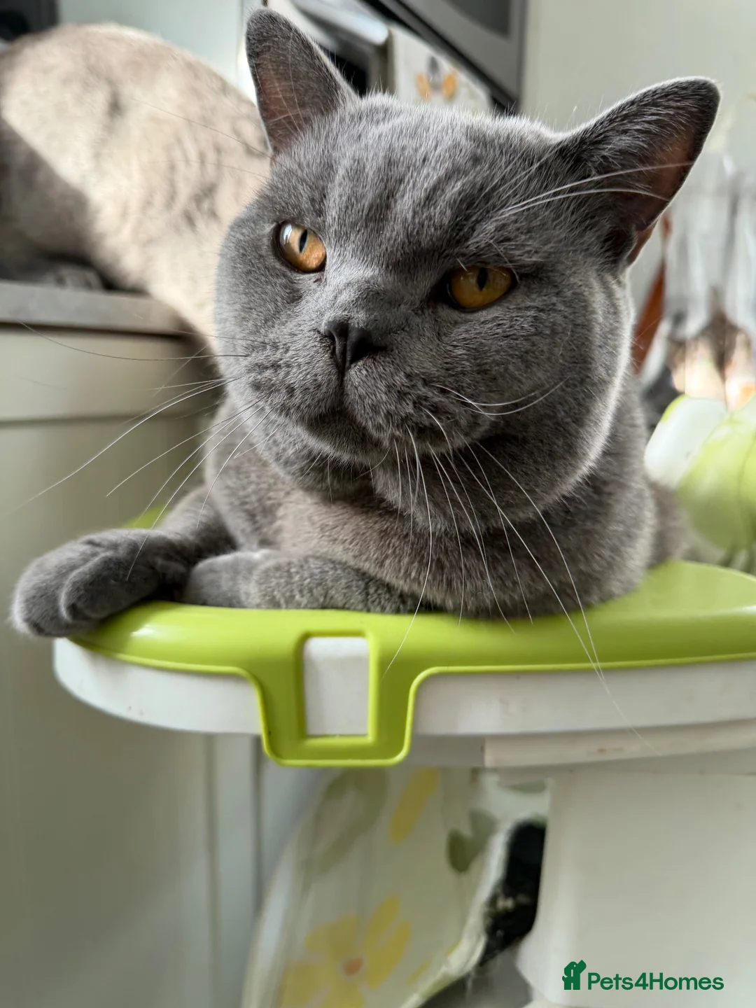 British Shorthair cats for sale: Micky and Arlo in Broadstairs - Advert 1