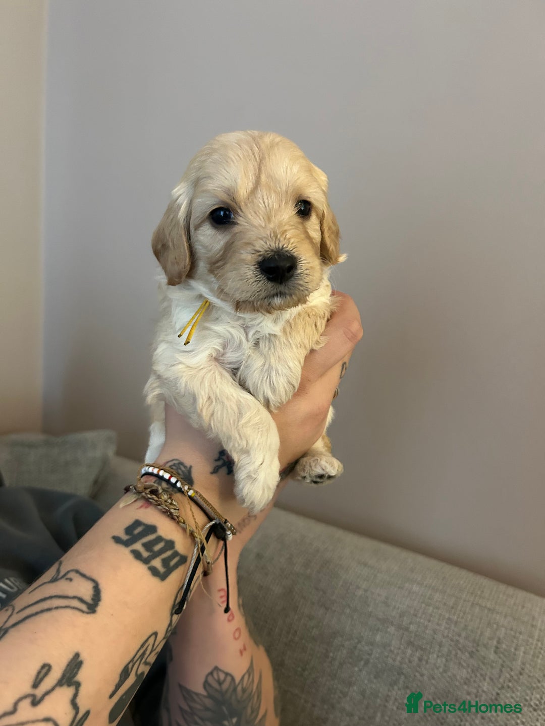 Cockapoo dogs for sale: 3 GORGEOUS COCKAPOOS💓 - Advert 7