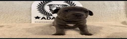 Staffordshire Bull Terrier dogs for sale: %Bloodline Staffordshire Bull Terrier Pups in Rugby - Advert 11