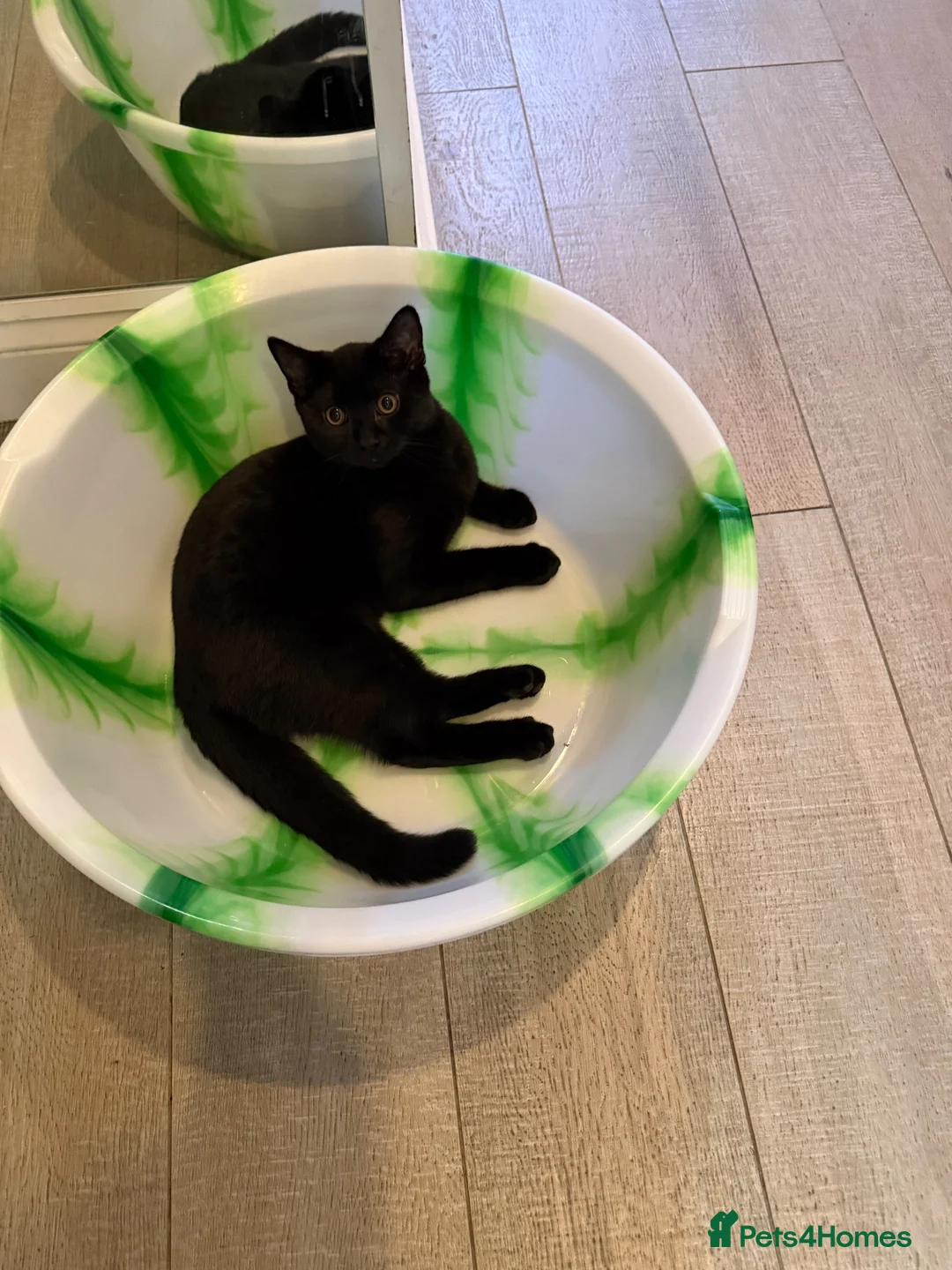 Mixed Breed cats for sale: Shorthair Black kittens for adoption - Advert 4