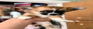 Chihuahua 1