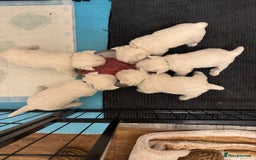 West Highland Terrier dogs for sale: !!CHAMPION LINES!! West highland terriers  - Image 4