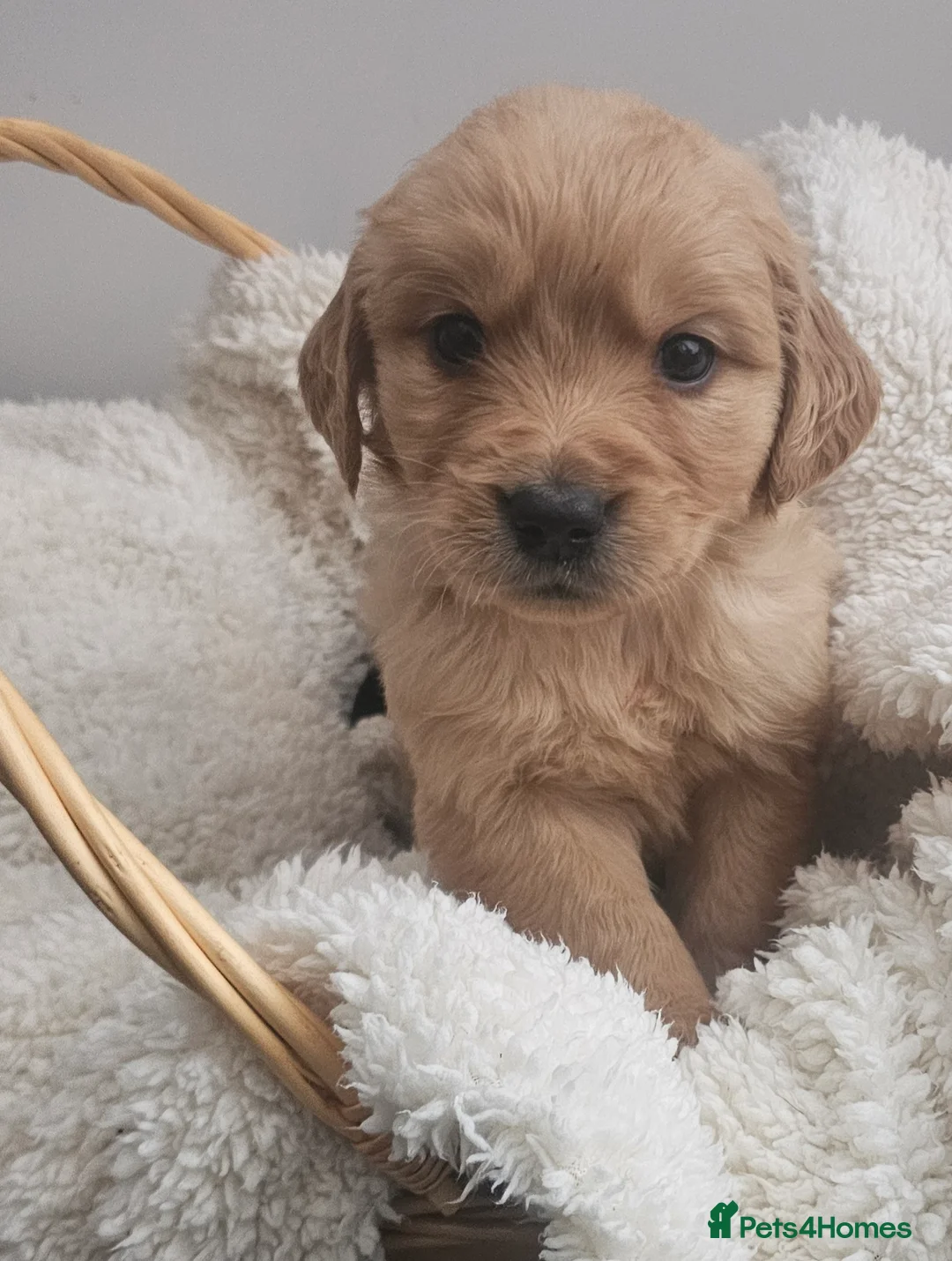 Golden Retriever dogs for sale: Amazing shades long awaited litter - Advert 19