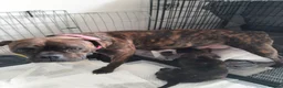 Mixed Breed dogs for sale: 3/4 French bulldog/1/4 American bully  - Advert 35
