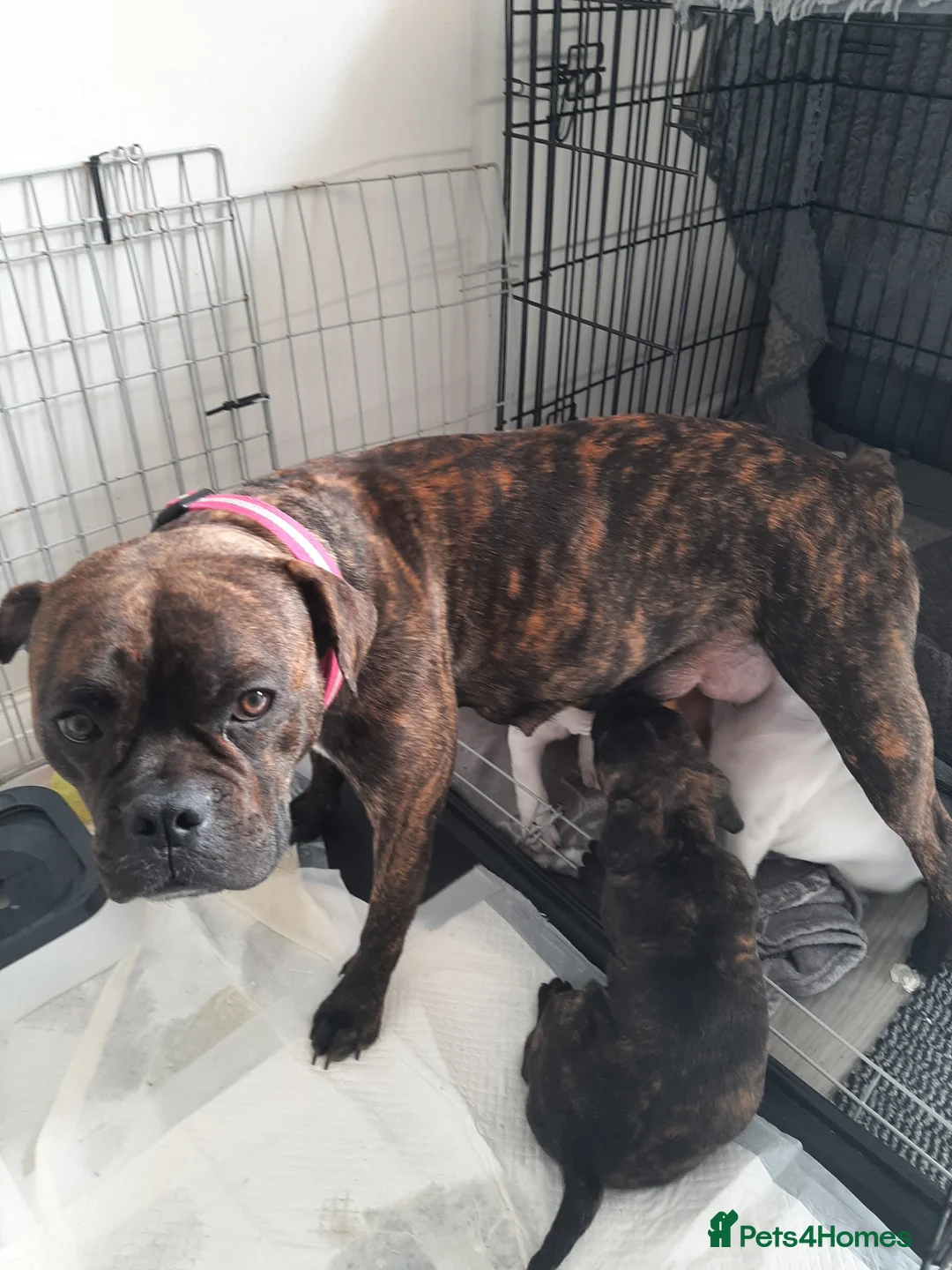 Mixed Breed dogs for sale: 3/4 French bulldog/1/4 American bully  - Advert 35