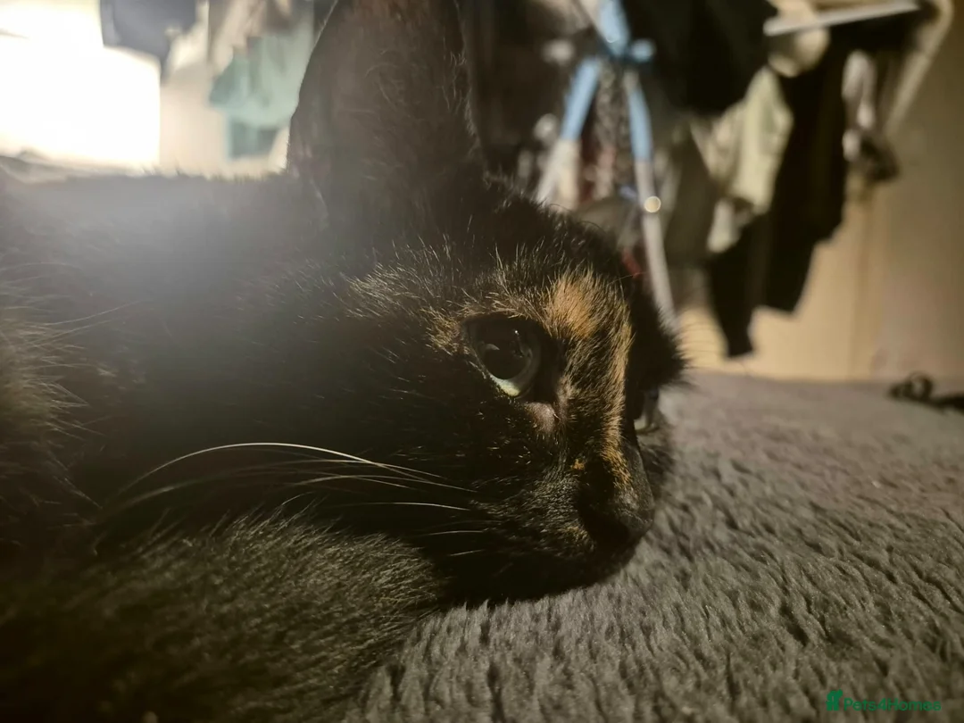 Mixed Breed cats for sale: 4 year old girl needs a home asap - Advert 1