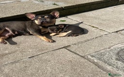 French Bulldog dogs for sale: French bulldog puppy  - Image 7