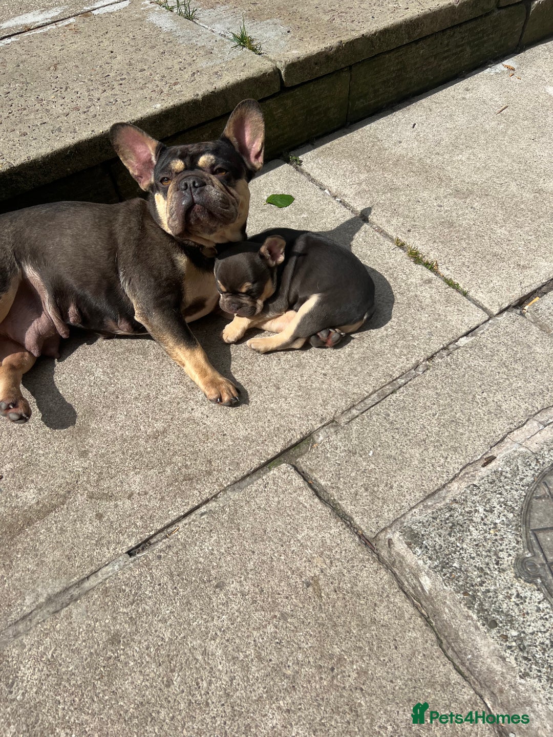 French Bulldog dogs for sale: French bulldog puppy  - Image 7