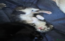 British Longhair cats for sale: Kittens for sale  - Image 5