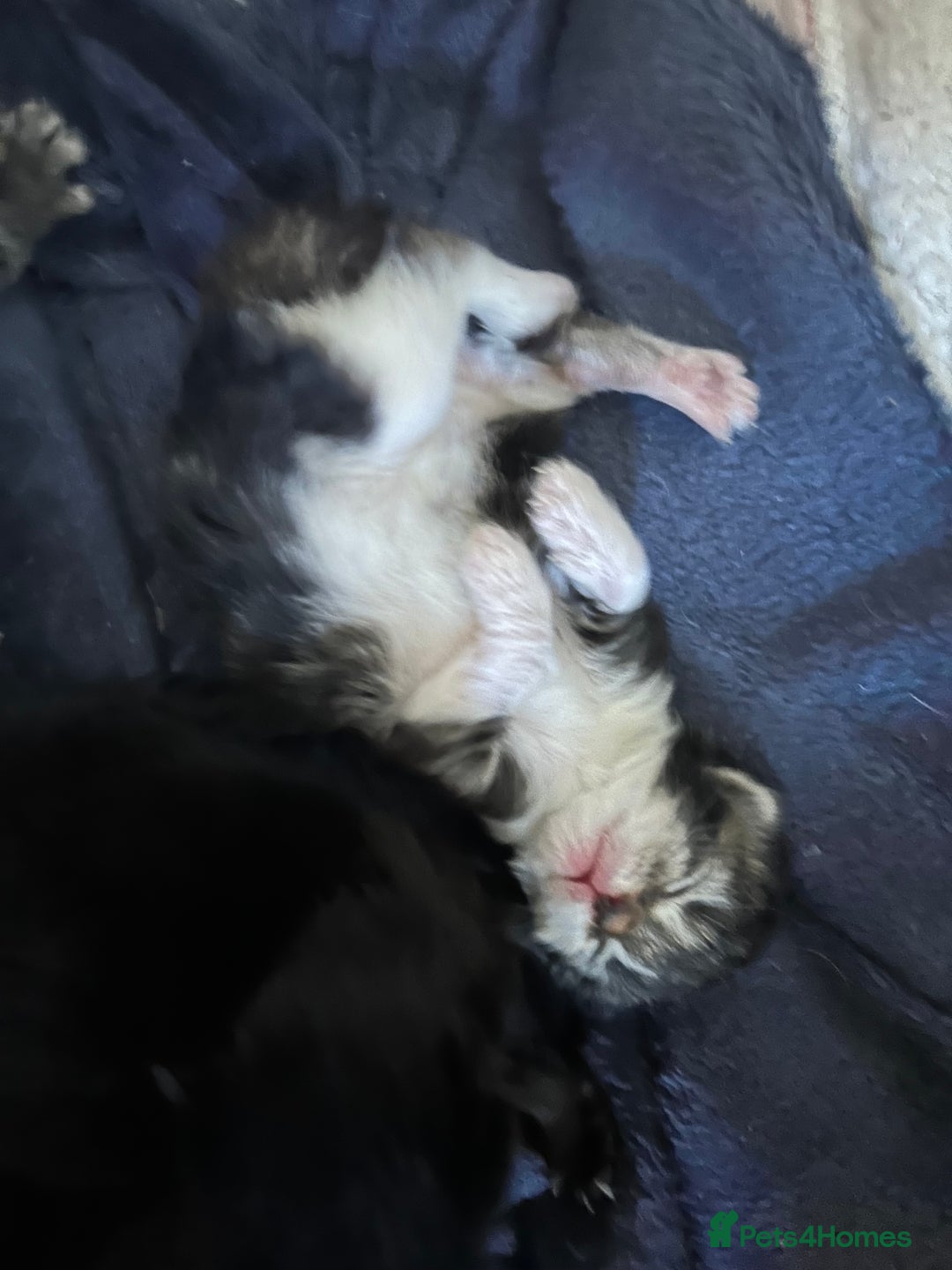 British Longhair cats for sale: Kittens for sale  - Image 5