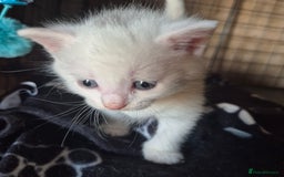 British Shorthair cats for sale: Two beautiful BSH kittens  - Image 20