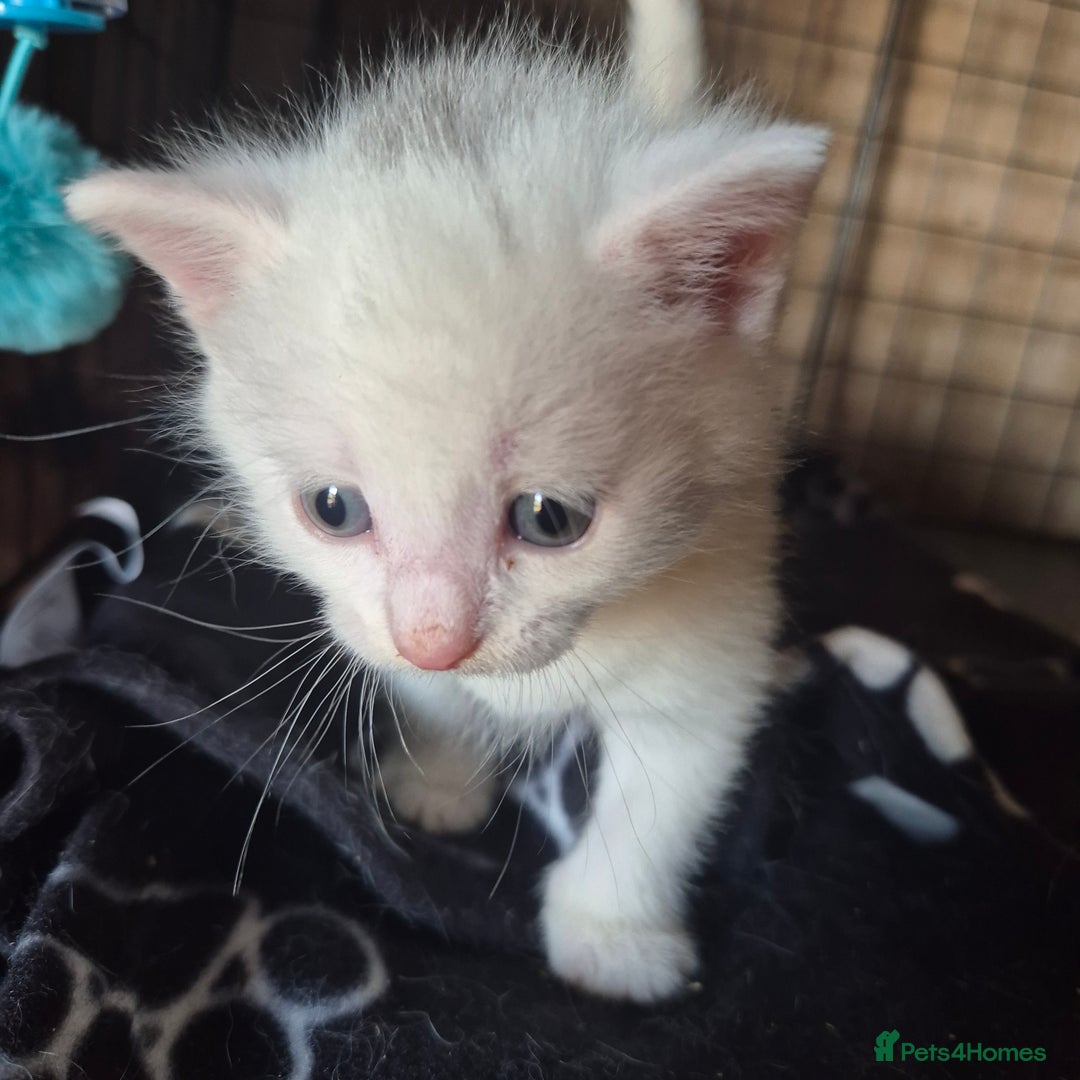 British Shorthair cats for sale: Two beautiful BSH kittens  - Image 20