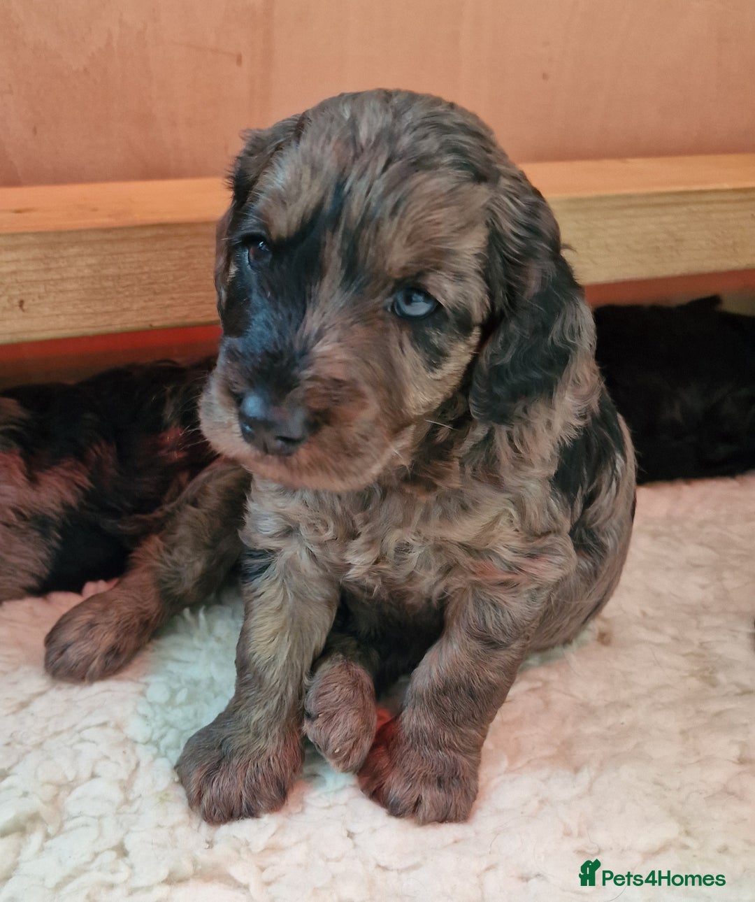 Goldendoodle dogs for sale: Gorgeous mini F1 goldendoodles - Image 14
