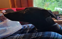 Whippet dogs for stud: Eidynrock Sangoma with Silkspun ,Sportingbred.X in Glasgow - Image 39