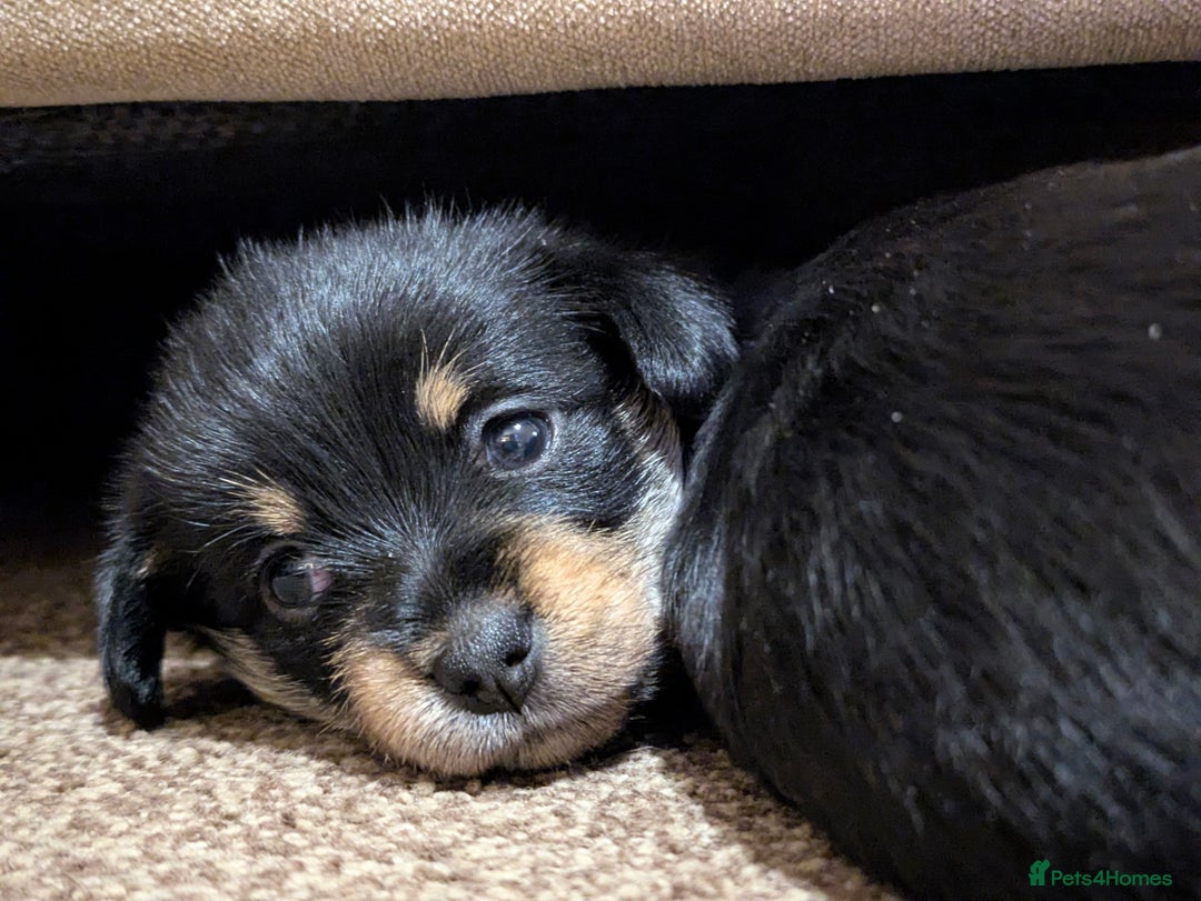 Mixed Breed dogs for sale: Pomchi x Dachshund 3 females  - Advert 10