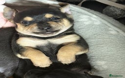 Chihuahua dogs for sale: Chihuahua Boys  - Image 26