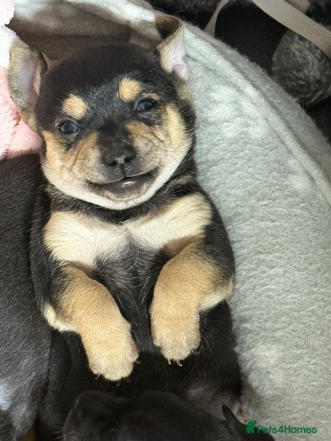 Chihuahua dogs for sale: Chihuahua Boys  - Image 26