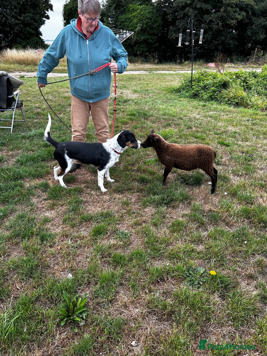 Mixed Breed dogs for sale: Willow is looking for a new home - Image 5
