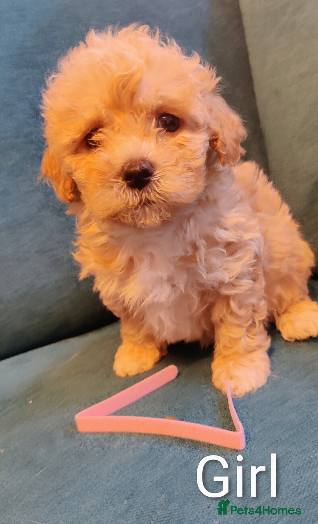 Poochon dogs for sale: Beautiful Pooches puppies  - Image 6