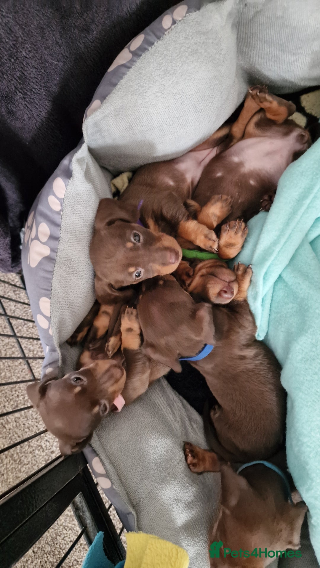 Dachshund dogs for sale: Miniature Smooth Haired Dachshund Puppies - Image 20