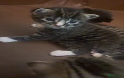 Mixed Breed cats for sale: Kittens for sale  - Image 9