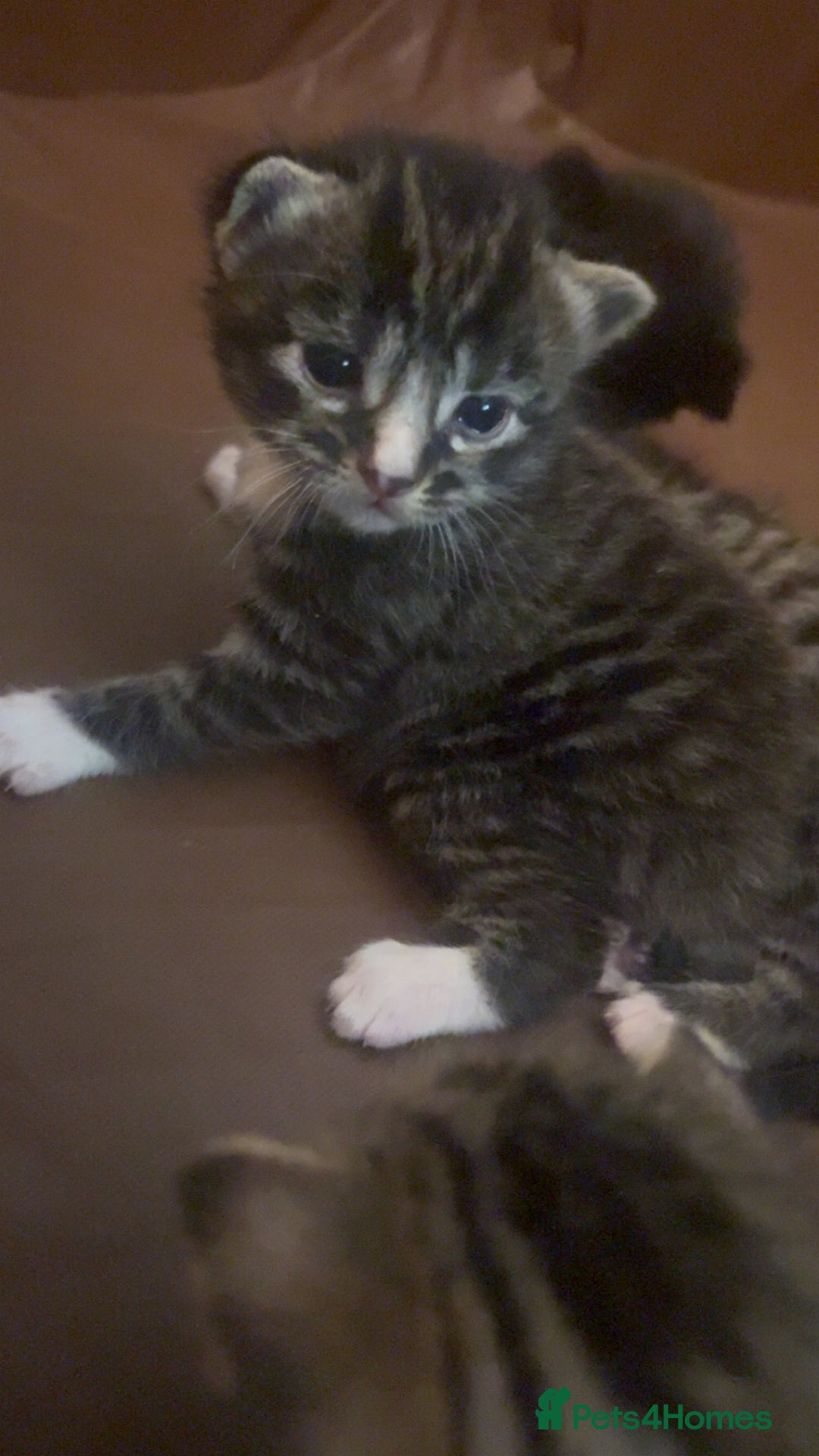 Mixed Breed cats for sale: Kittens for sale  - Image 9