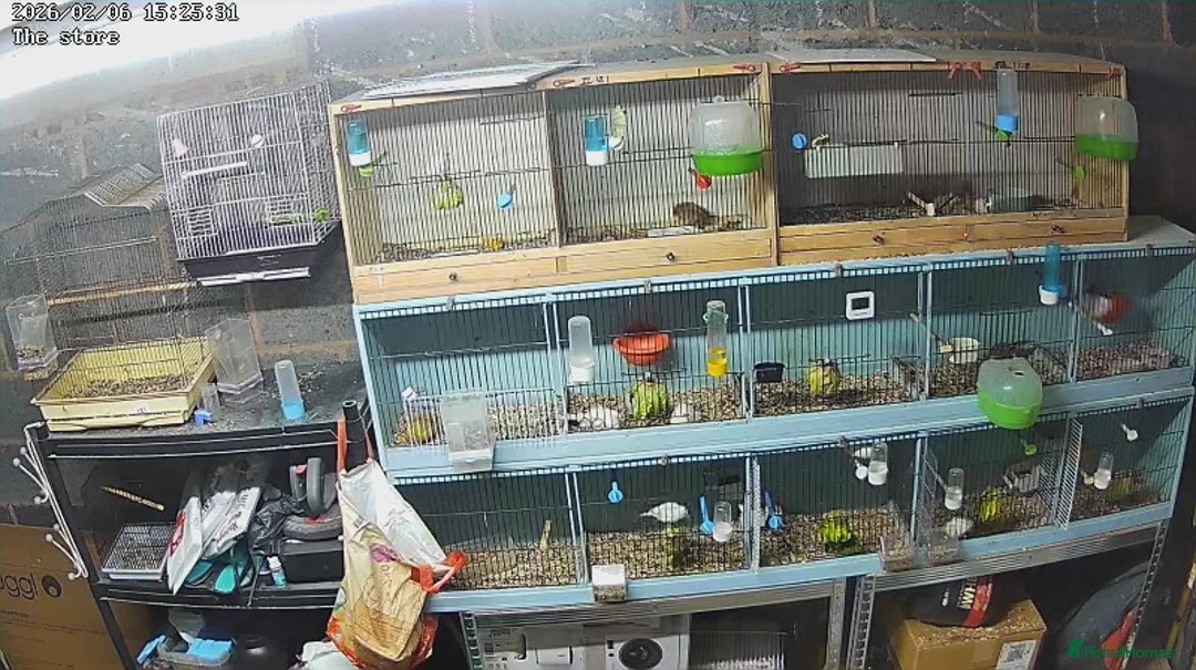 Mixed Breed birds for sale: Mixed - Advert 5