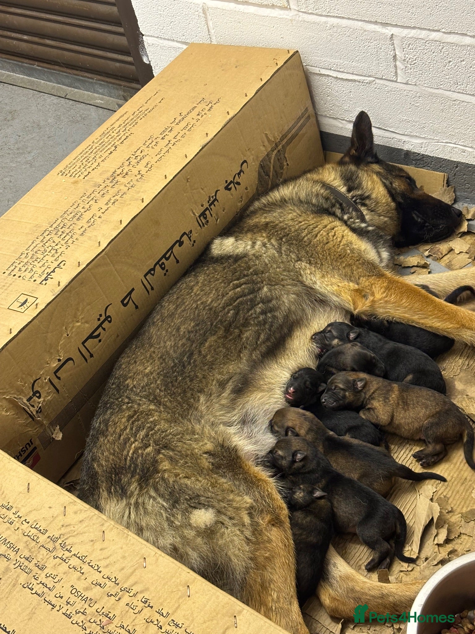 German Shepherd dogs German Shepherd puppies for sale - Advert 1