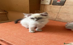 Ragdoll cats for sale: GCCF Registered Ragdoll*one left ready to go* - Image 3